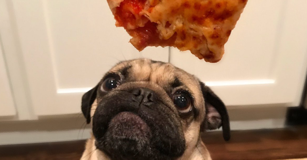 lustige bilder von hunden lustige bilder von hunden